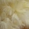 4ft. Unlit Off-White Pampas Grass Artificial Christmas Tree